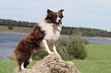 BORDER COLLIE 709